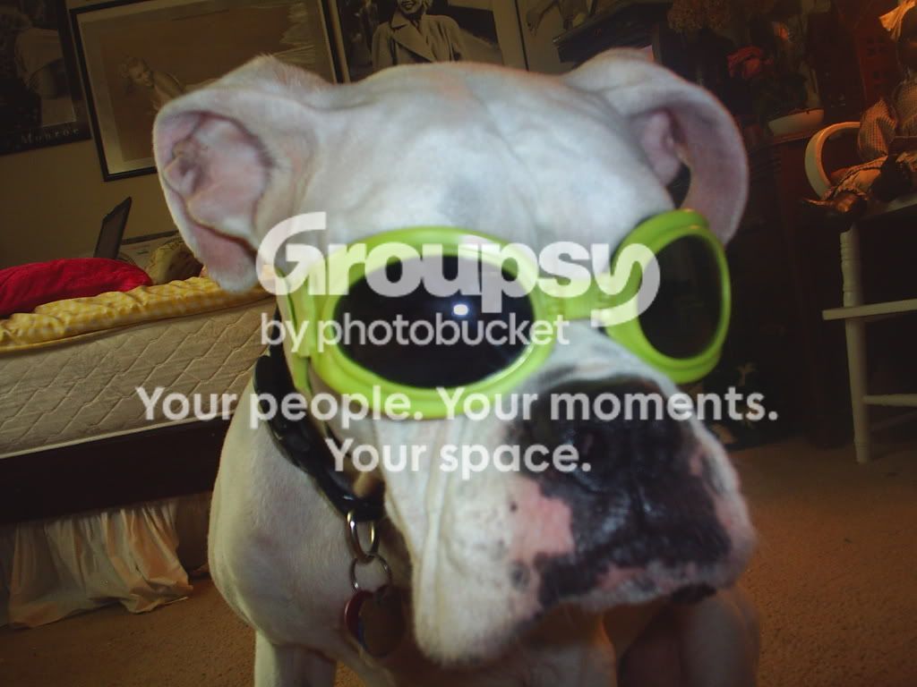 Doggles Image