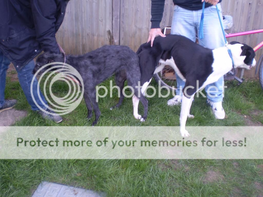 Picture239_zps9146bee0.jpg