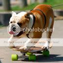 Forum Image: http://i606.photobucket.com/albums/tt144/hunterb86_photo/bulldog.jpg