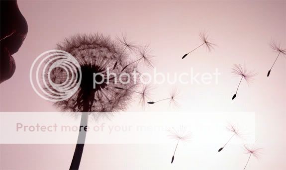 dandelion.jpg Blow image by luvernothater